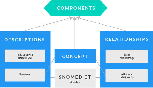 SNOMED CT SNOMEd CT Komponenten